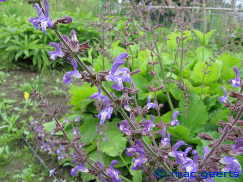 Salvia forskaohlei